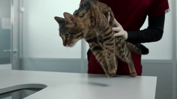 Οικογενειακή Γάτα Ιατρική Εξέταση Κτηνίατρο Κλινική Vet — Αρχείο Βίντεο