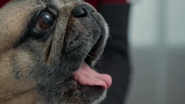 兽医诊所内一只吐痰的小狗的嘴闭合 — 图库视频影像