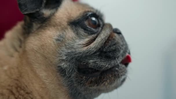 Close Muzzle Pug Puppy Dog Veterinary Clinic — Stockvideo