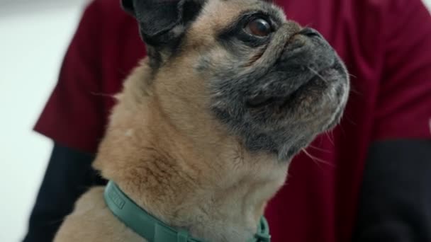 Close Muzzle Pug Puppy Dog Veterinary Clinic — Video Stock