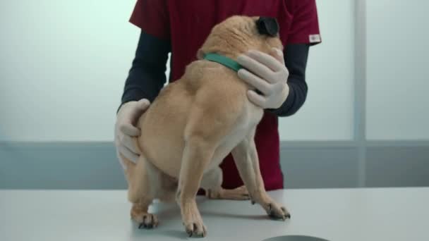 Veterinarian Feeds Pug Puppy Dog Examination Veterinary Clinic — Videoclip de stoc