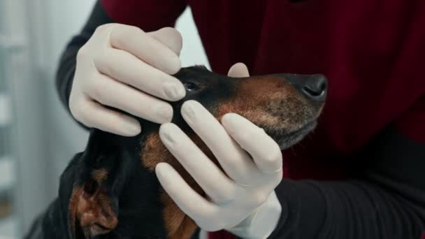 獣医の医者は獣医の診療所の検査でDachshund子犬の犬の医学検査をする 古いダックスフント — ストック動画