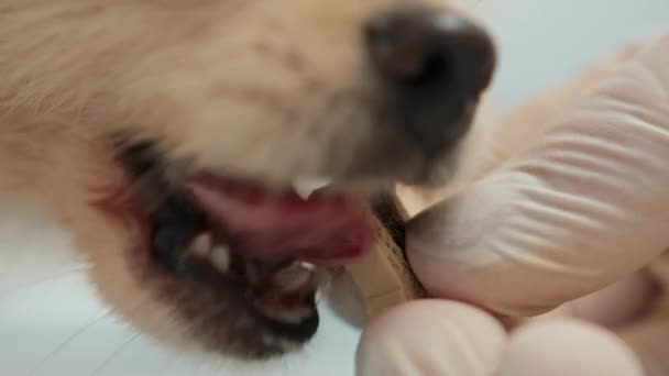 Veterinarian Feeds Spitz Puppy Examination Veterinary Clinic — Video Stock