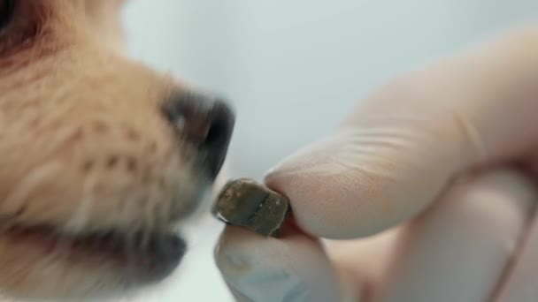 Veterinarian Feeds Spitz Puppy Examination Veterinary Clinic — Stock videók