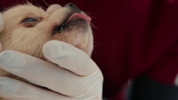 獣医の医師は 獣医の診療所でSpitz子犬の犬の健康診断を行います 子犬の健康診断 — ストック動画