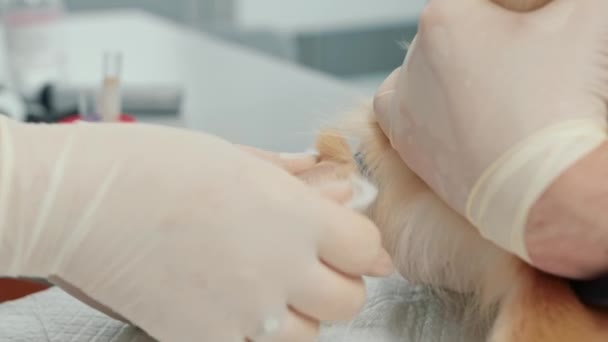 Veterinarian Doctor Makes Injection Inserts Catheter Spitz Dog Examination Veterinary — Video Stock