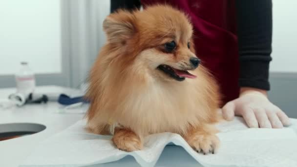 Een Dierenarts Voert Een Gezondheidsonderzoek Uit Bij Een Spitz Puppy — Stockvideo