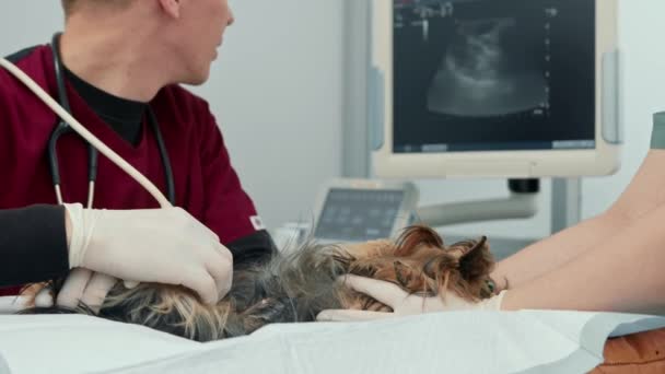 Veterinarian Doctor Makes Ultrasound Yorkshire Terrier Puppy Dog Examination Veterinary — Video Stock