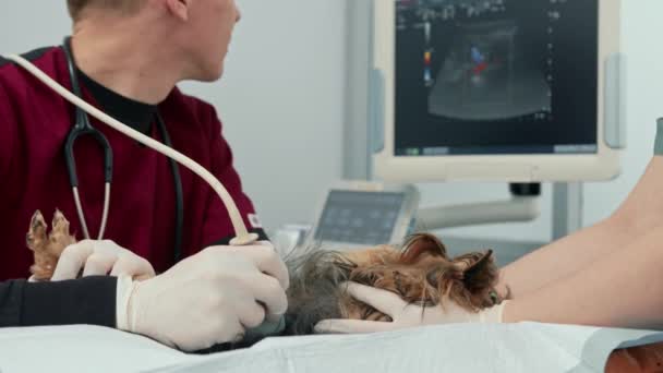 獣医の医者は獣医の診療所の検査でヨークシャーのテリア子犬の犬の超音波を作る 子犬の健康診断 — ストック動画