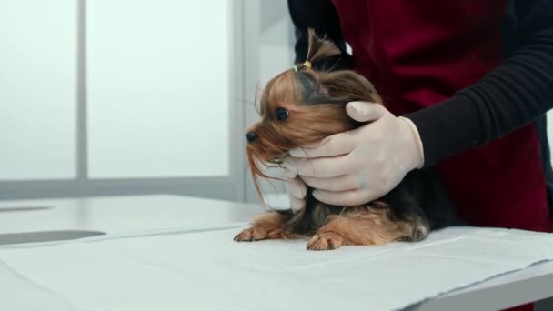 Dog Puppy Yorkshire Terrier Examination Veterinary Clinic Puppy Health Checkup — 비디오