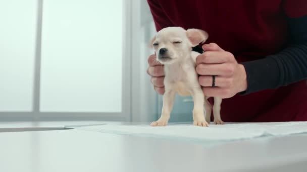 Chihuahua Puppy Dog Examination Veterinary Clinic Puppy Health Checkup Doctor — Stok Video