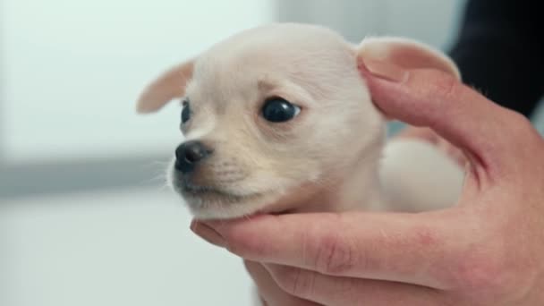 Chihuahua Puppy Dog Examination Veterinary Clinic Puppy Health Checkup Doctor — Video Stock