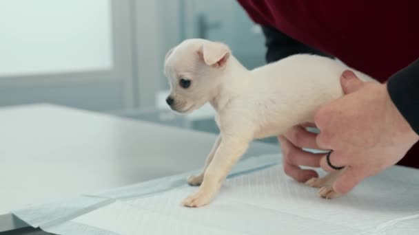 Chihuahua Puppy Dog Examination Veterinary Clinic Puppy Health Checkup Doctor — Wideo stockowe