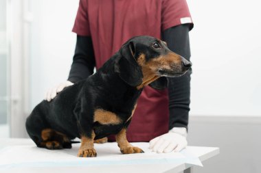 Veteriner bir doktor veteriner kliniğinde bir köpek yavrusunu muayene ediyor. Yaşlı daksund.