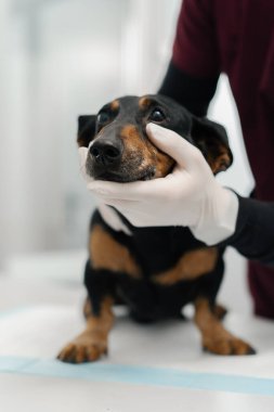 Veteriner bir doktor veteriner kliniğinde bir köpek yavrusunu muayene ediyor. Yaşlı daksund.