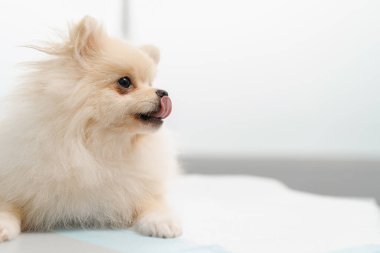 Veteriner bir doktor veteriner kliniğinde köpek yavrusu Spitz 'i muayene eder. Yavru köpek sağlık kontrolü.