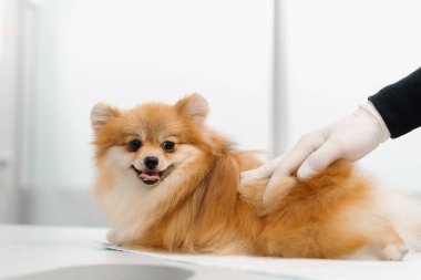 Veterinerlik doktoru veteriner kliniğinde köpek yavrusunun kulaklarını muayene eder. Yavru köpek sağlık kontrolü.