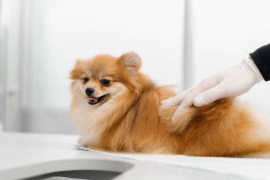 Veterinerlik doktoru veteriner kliniğinde köpek yavrusunun kulaklarını muayene eder. Yavru köpek sağlık kontrolü.