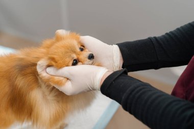 Veterinerlik doktoru veteriner kliniğinde köpek yavrusunun kulaklarını muayene eder. Yavru köpek sağlık kontrolü.