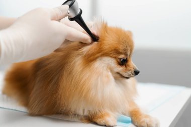 Veterinerlik doktoru veteriner kliniğinde köpek yavrusunun kulaklarını muayene eder. Yavru köpek sağlık kontrolü.