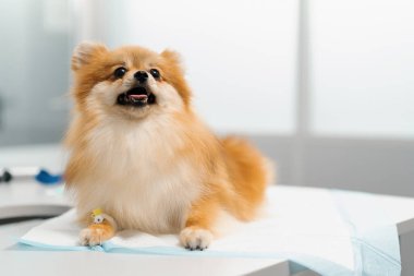 Veteriner bir doktor veteriner kliniğinde köpek yavrusu Spitz 'i muayene eder. Yavru köpek sağlık kontrolü.