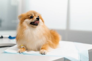 Veteriner bir doktor veteriner kliniğinde köpek yavrusu Spitz 'i muayene eder. Yavru köpek sağlık kontrolü.