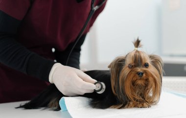 Veteriner doktor, veteriner kliniğinde muayene edilen Yorkshire teriyerinin yavru köpeğinin ultrasonunu yapıyor. Yavru köpek sağlık kontrolü.