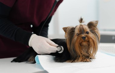 Veteriner doktor, veteriner kliniğinde muayene edilen Yorkshire teriyerinin yavru köpeğinin ultrasonunu yapıyor. Yavru köpek sağlık kontrolü.