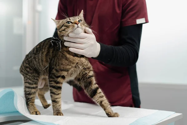 A veterinary clinic: veterinary doctor makes a medical examination of a pet cat