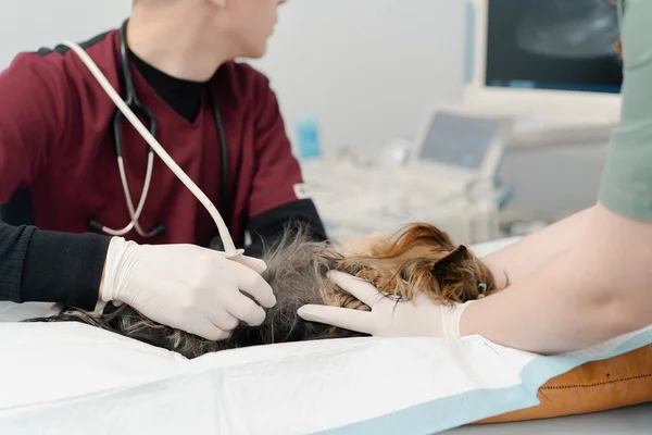 Veterinární Lékař Provede Ultrazvuk Psa Teriéra Yorkshire Vyšetření Veterinární Klinice — Stock fotografie