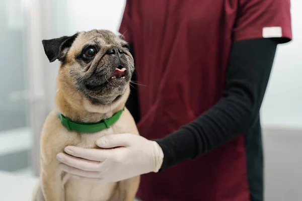 Cane Cucciolo Visita Una Clinica Veterinaria Veterinario Conduce Una Visita — Foto Stock