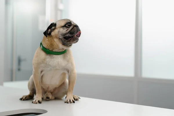 Pug puppy dog on examination in a veterinary clinic. The veterinarian conducts a medical examination of the puppy.