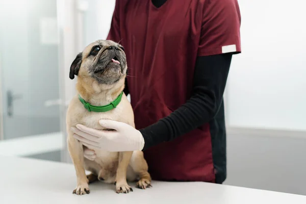 Pug Puppy Dog Examination Veterinary Clinic Veterinarian Conducts Medical Examination — ストック写真