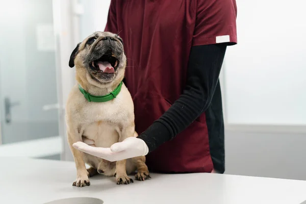 Pug Puppy Dog Examination Veterinary Clinic Veterinarian Conducts Medical Examination — ストック写真