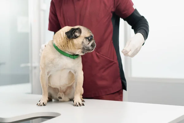 Pug Puppy Dog Examination Veterinary Clinic Veterinarian Conducts Medical Examination — ストック写真