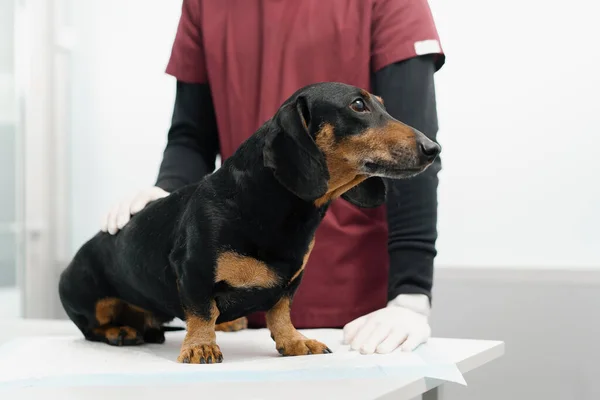 Medico Veterinario Una Visita Medica Cane Cucciolo Bassotto Esame Una — Foto Stock