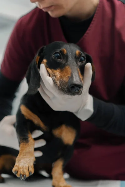 Veterinarian Doctor Makes Medical Examination Dachshund Puppy Dog Examination Veterinary — Foto Stock