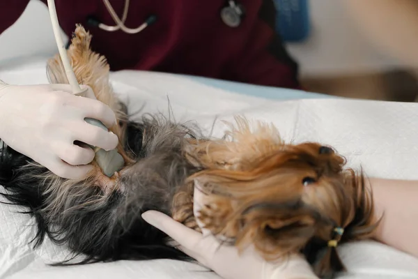 Veterinarian Doctor Makes Ultrasound Yorkshire Terrier Puppy Dog Examination Veterinary — Foto Stock