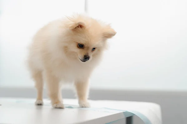 Veterinarian Doctor Conducts Health Examination Spitz Puppy Dog Examination Veterinary — Stock Photo, Image
