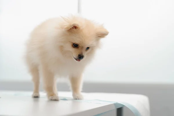 Veterinarian Doctor Conducts Health Examination Spitz Puppy Dog Examination Veterinary — Stock Photo, Image