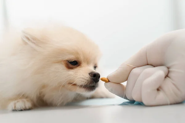 Medico Veterinario Conduce Esame Sanitario Cucciolo Cane Spitz Esame Una — Foto Stock