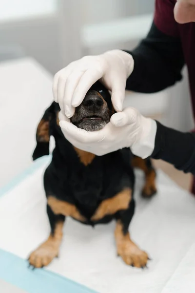 Veterinární Lékař Provádí Lékařskou Prohlídku Jezevčíka Štěně Psa Vyšetření Veterinární — Stock fotografie