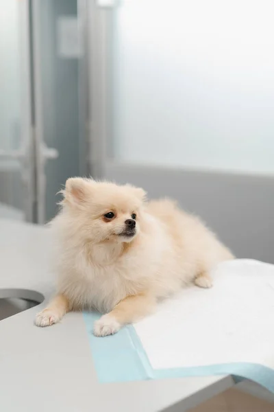 Veterinární Lékař Provádí Vyšetření Veterinární Klinice Zdravotní Vyšetření Psa Spitze — Stock fotografie