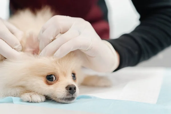 Veterinarian Doctor Conducts Health Examination Spitz Puppy Dog Examination Veterinary — ストック写真