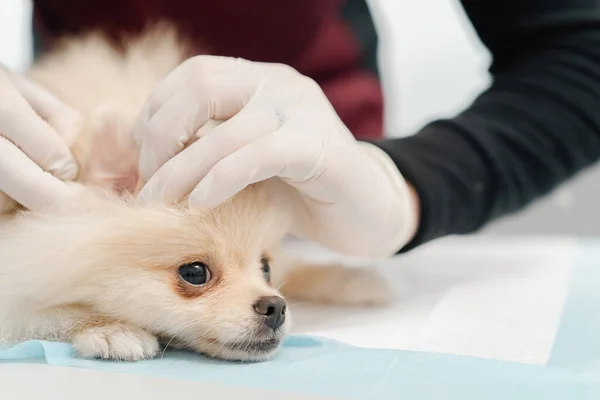 Veterinární Lékař Provádí Vyšetření Veterinární Klinice Zdravotní Vyšetření Psa Spitze — Stock fotografie