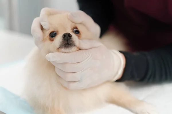 Veterinarian Doctor Conducts Health Examination Spitz Puppy Dog Examination Veterinary — Foto Stock