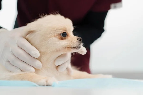 Ένας Κτηνίατρος Γιατρός Διεξάγει Μια Υγειονομική Εξέταση Ενός Κουταβιού Spitz — Φωτογραφία Αρχείου