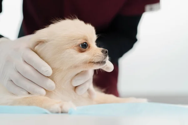 Medico Veterinario Conduce Esame Sanitario Cucciolo Cane Spitz Esame Una — Foto Stock