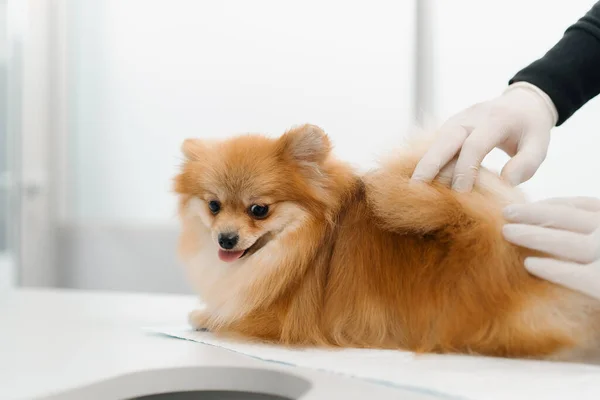 Veterinary Doctor Conducts Examination Ears Health Spitz Puppy Dog Examination — Foto Stock