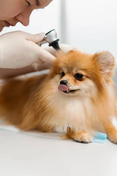 Veterinární Lékař Provádí Vyšetření Uší Zdraví Spitz Štěněte Psa Při — Stock fotografie